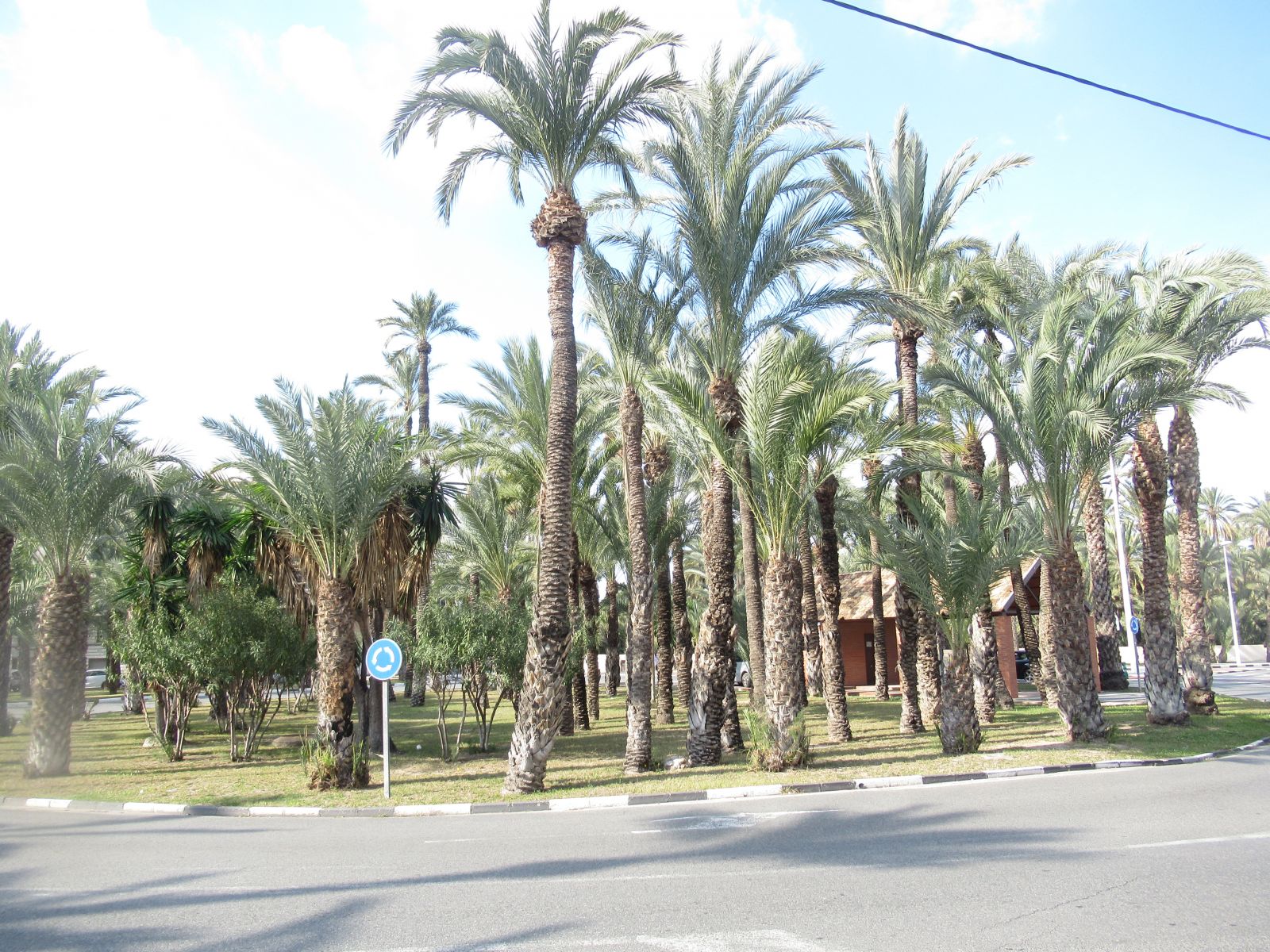 Elche palmen stad van Espana Elche palmen stad van Espana