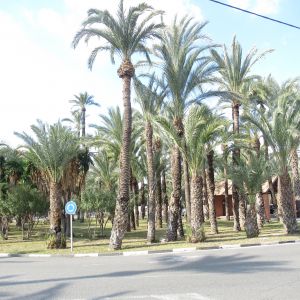 Elche palmen stad van Espana Elche palmen stad van Espana